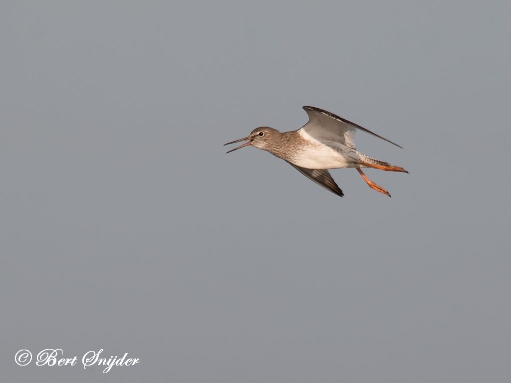 Redshank Birding Portugal