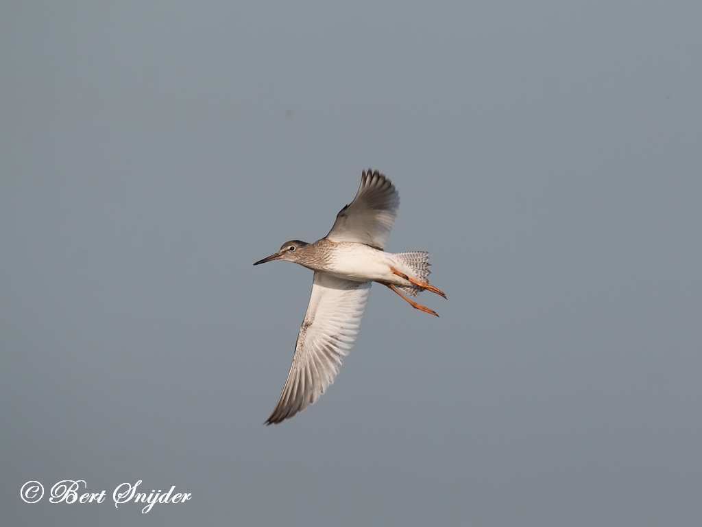 Redshank Birding Portugal