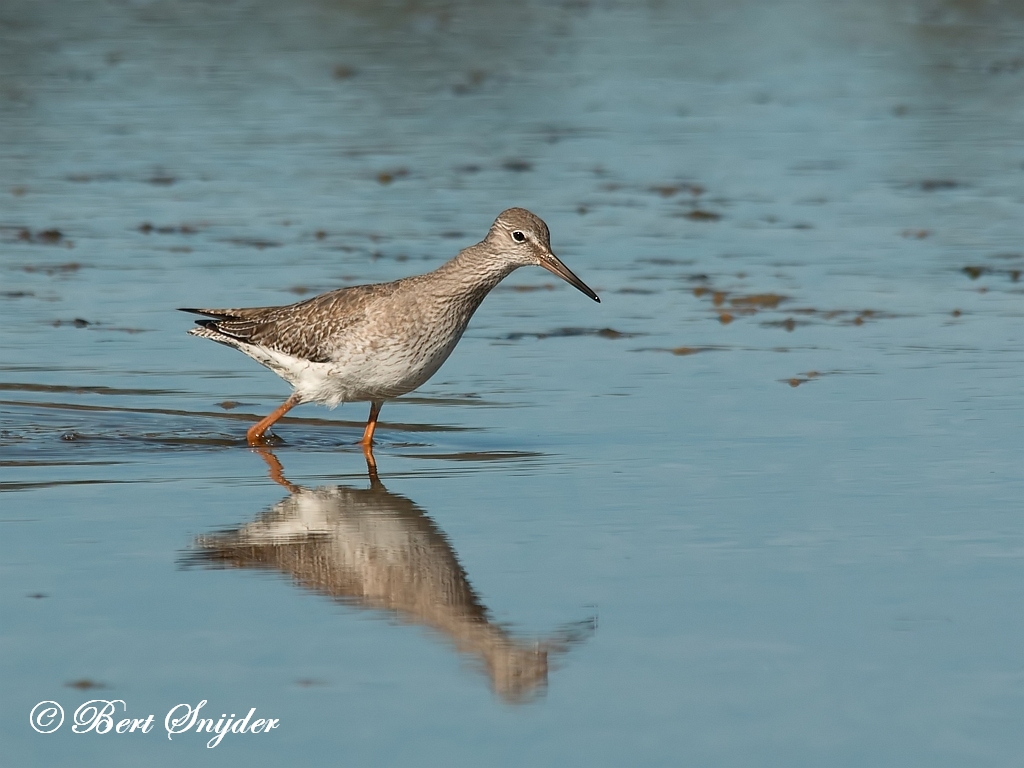 Redshank Birding Portugal