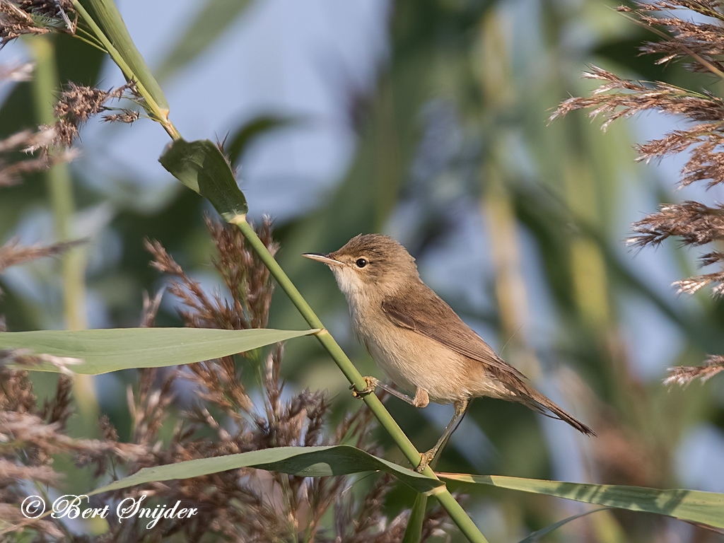 Reed Warbler Birding Portugal