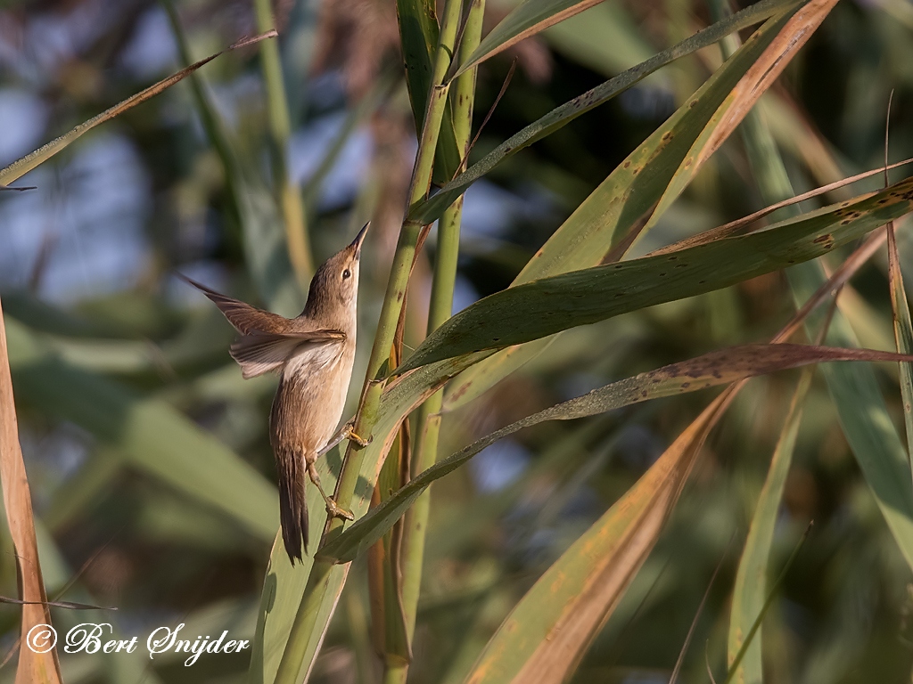 Reed Warbler Birding Portugal