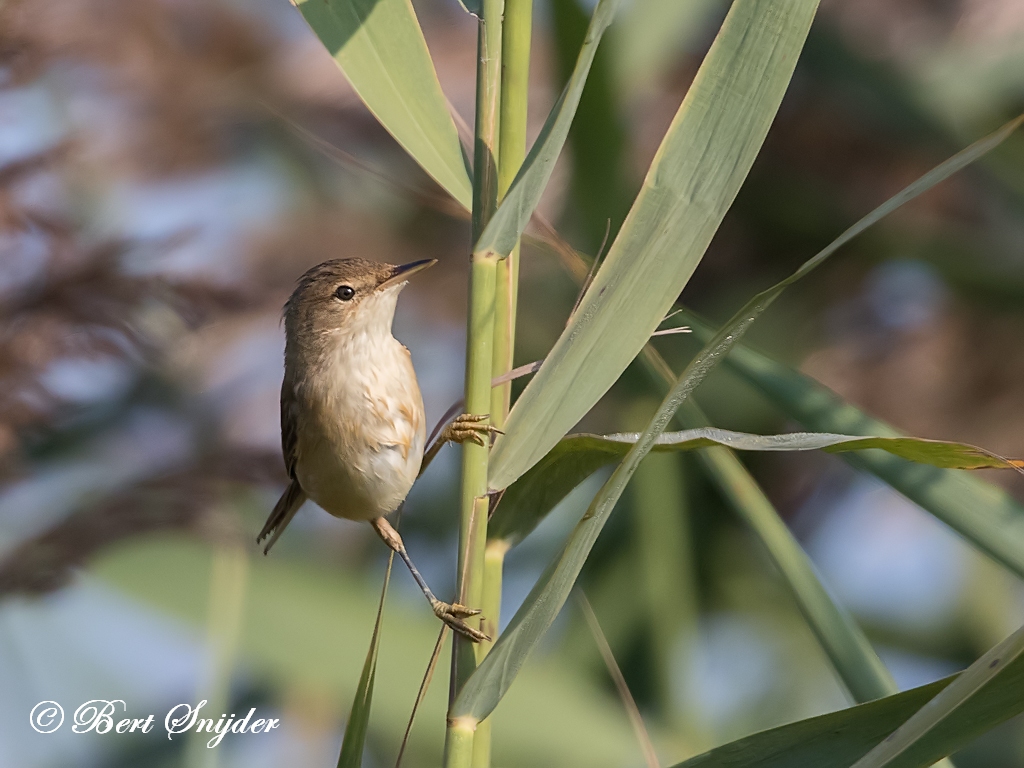 Reed Warbler Birding Portugal