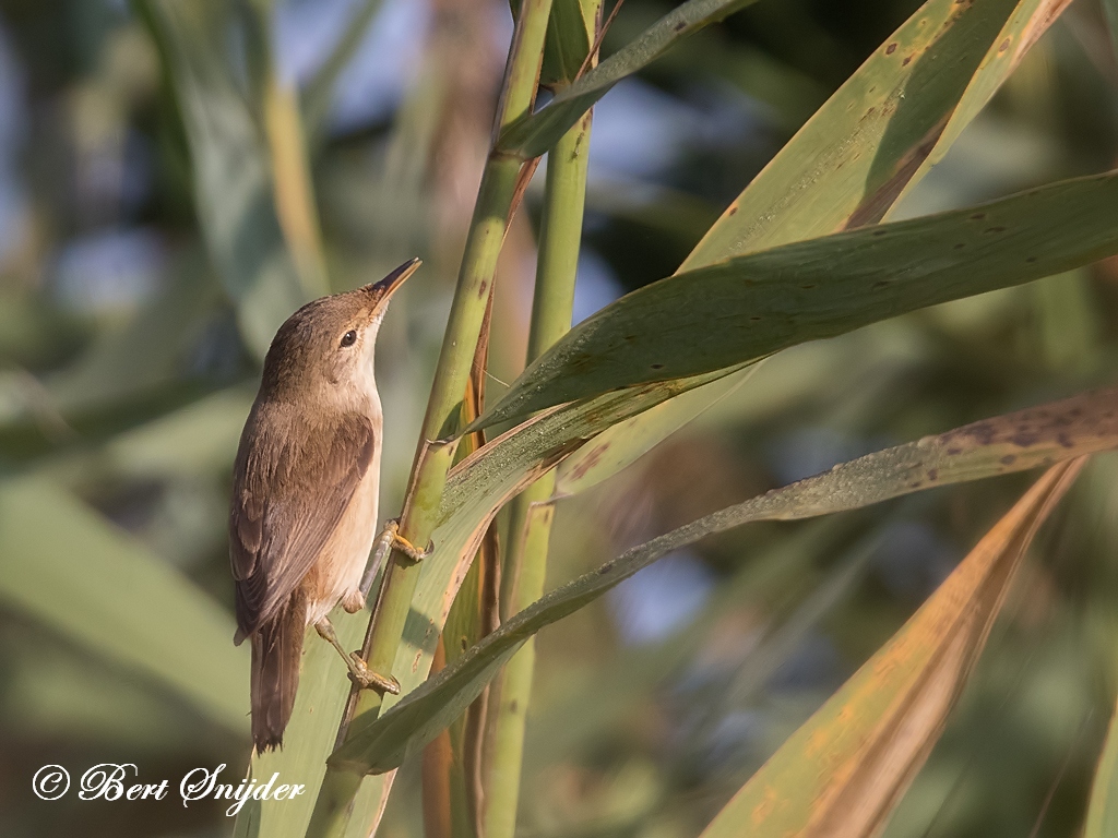 Reed Warbler Birding Portugal