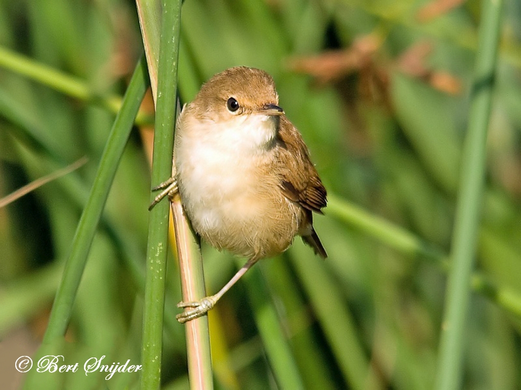 Reed Warbler Birding Portugal