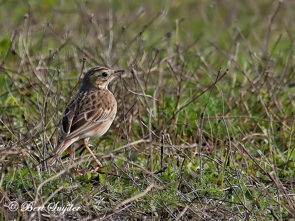 Birding Portugal Richard´s Pipit | Birding in Portugal, Individual Bird ...