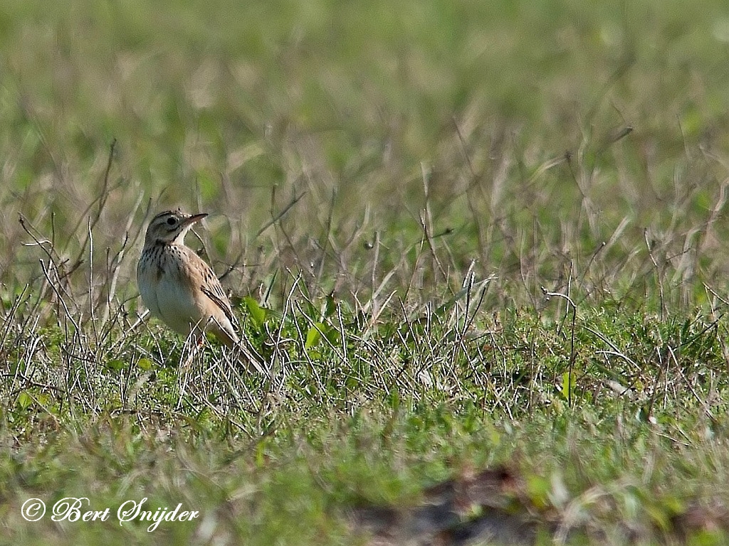 Richard´s Pipit Birding Portugal