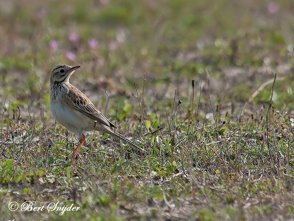 Richard´s Pipit Birding Portugal