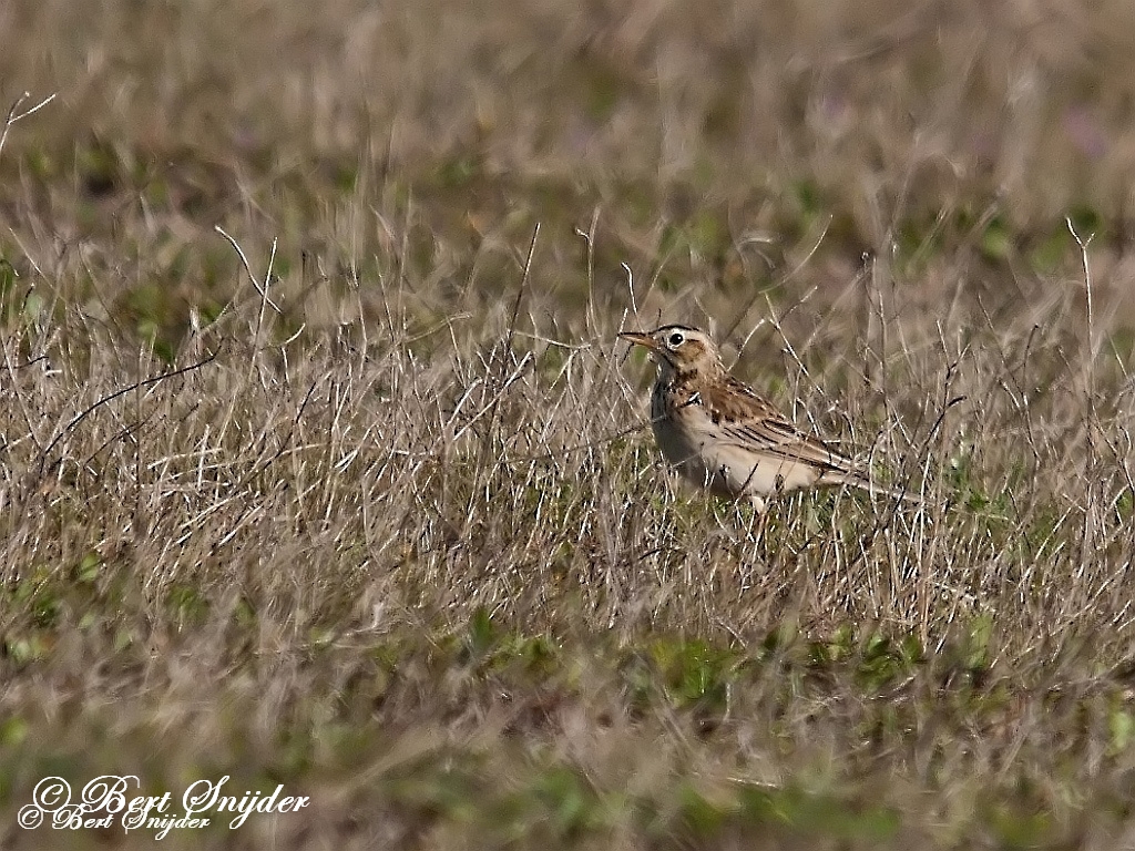 Richard´s Pipit Birding Portugal