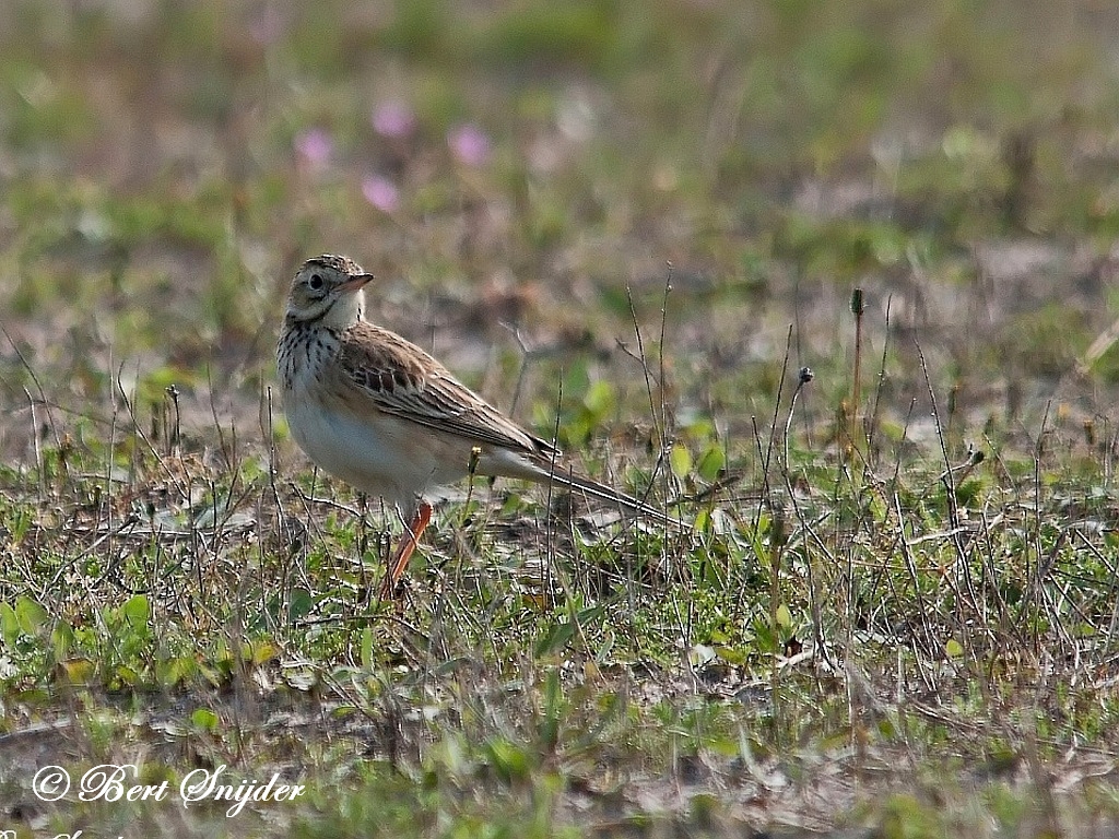 Richard´s Pipit Birding Portugal