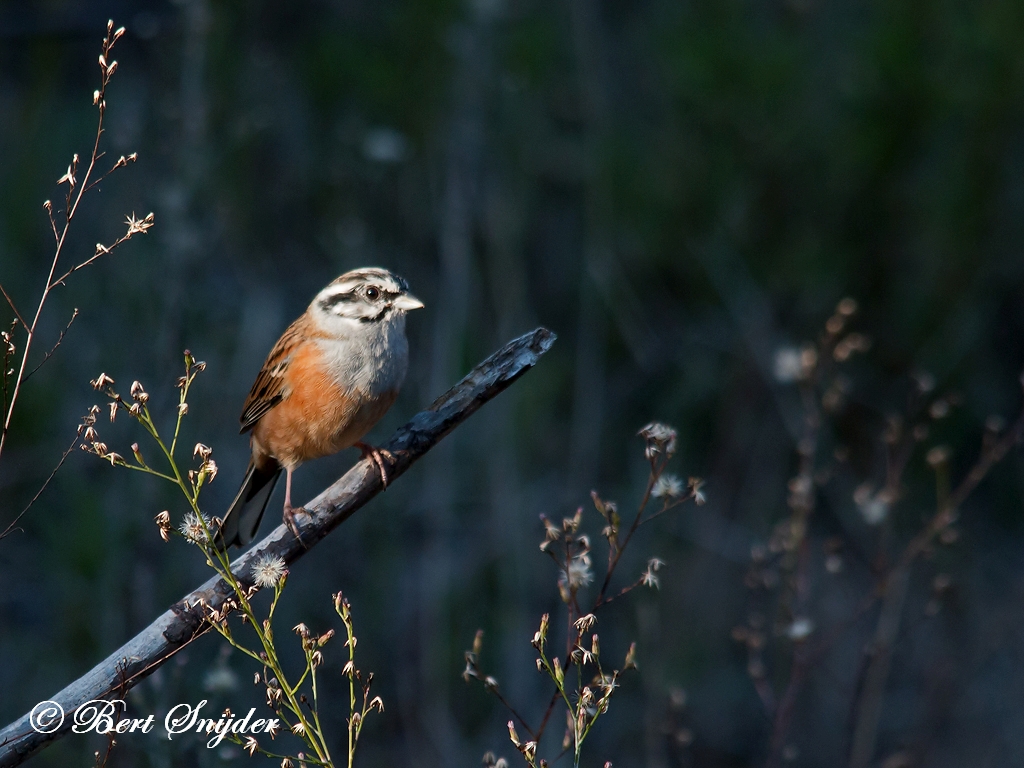 Rock Bunting Birding Portugal