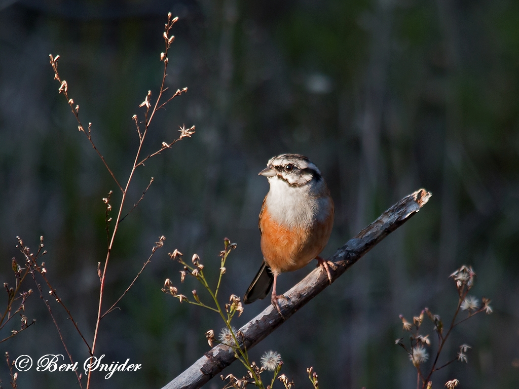 Rock Bunting Birding Portugal