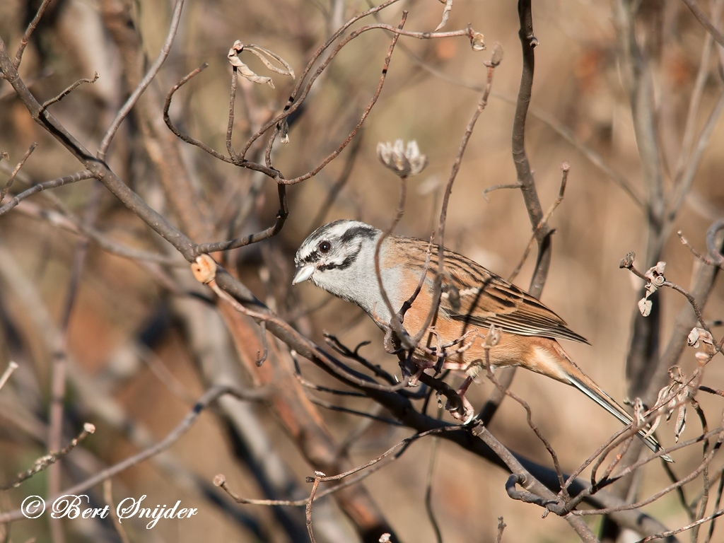 Rock Bunting Birding Portugal