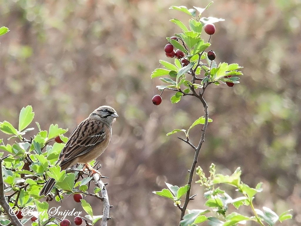 Rock Bunting Birding Portugal