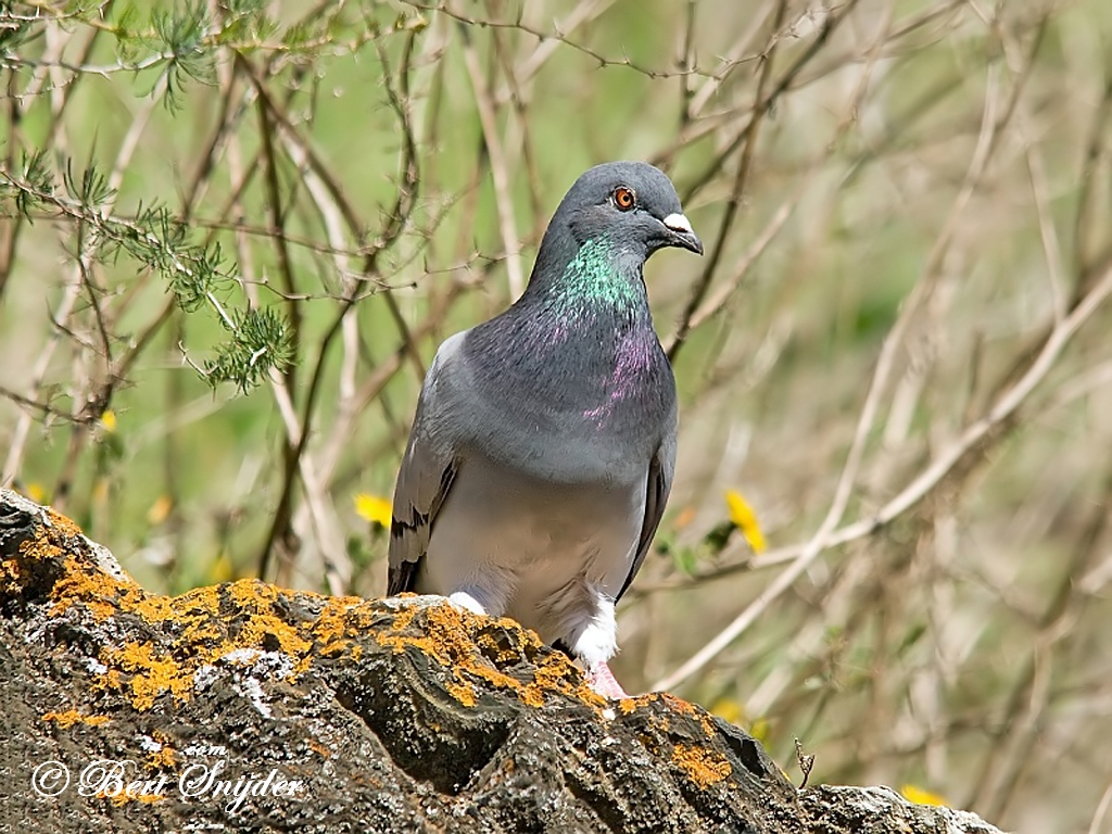 Rock Dove Birding Portugal