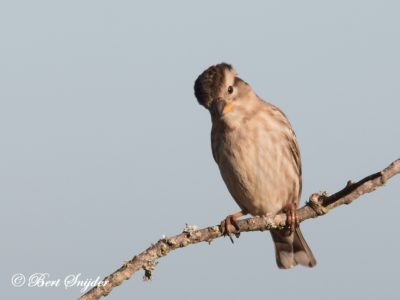 Rock Sparrow Birding Portugal