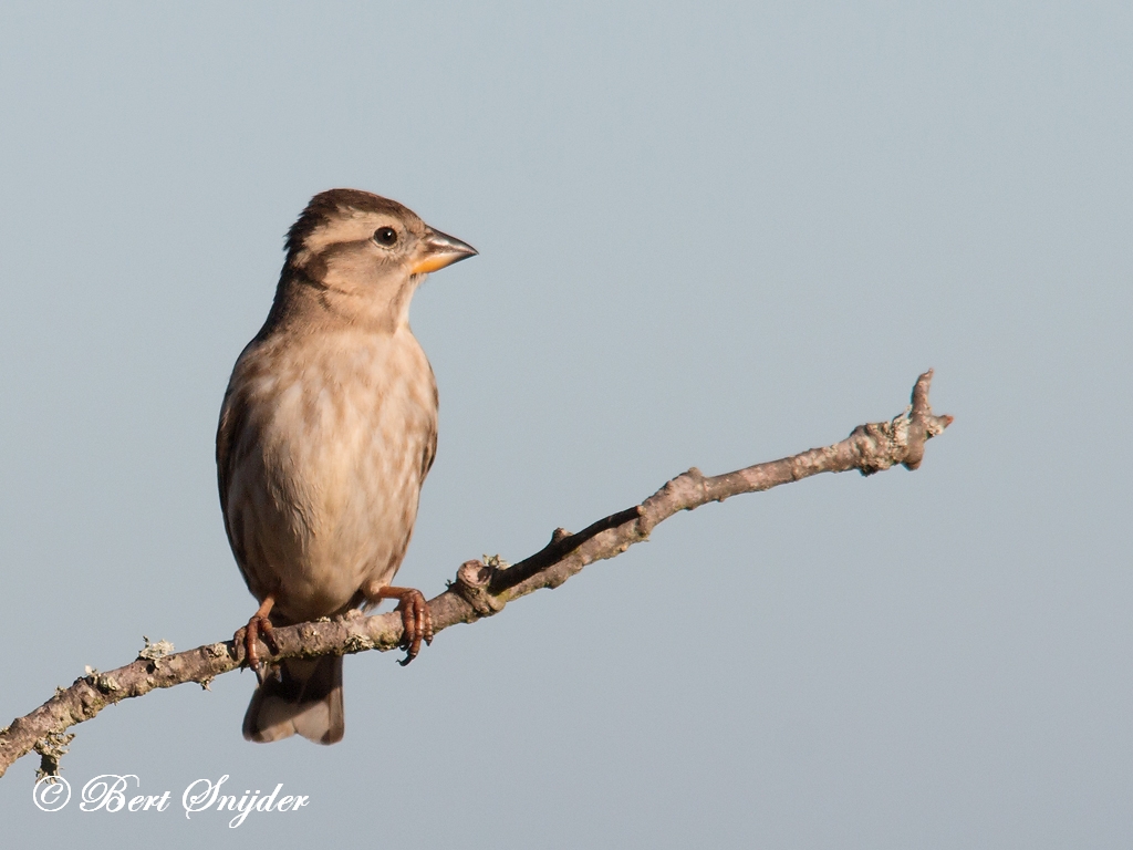 Rock Sparrow Birding Portugal