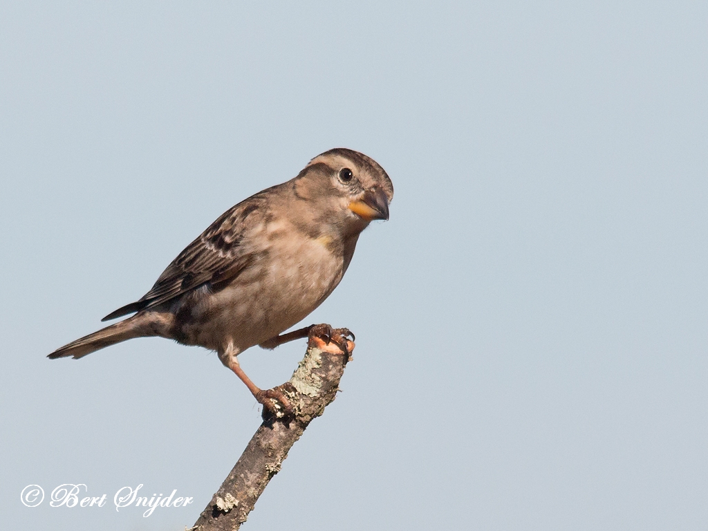 Rock Sparrow Birding Portugal