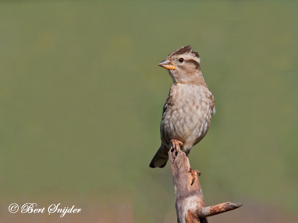 Rock Sparrow Birding Portugal