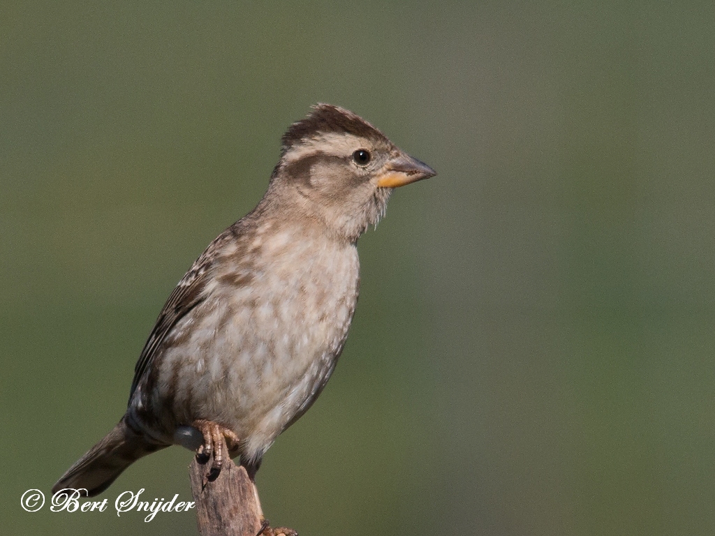 Rock Sparrow Birding Portugal