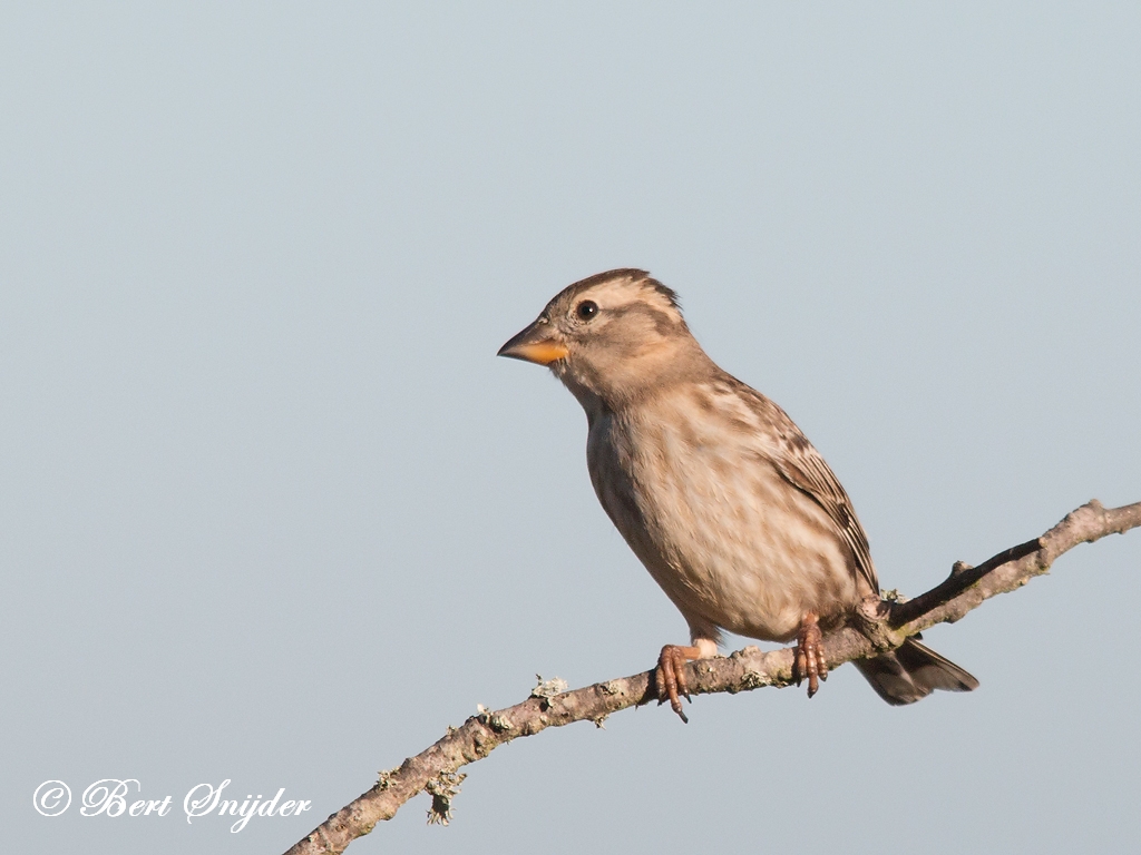 Rock Sparrow Birding Portugal