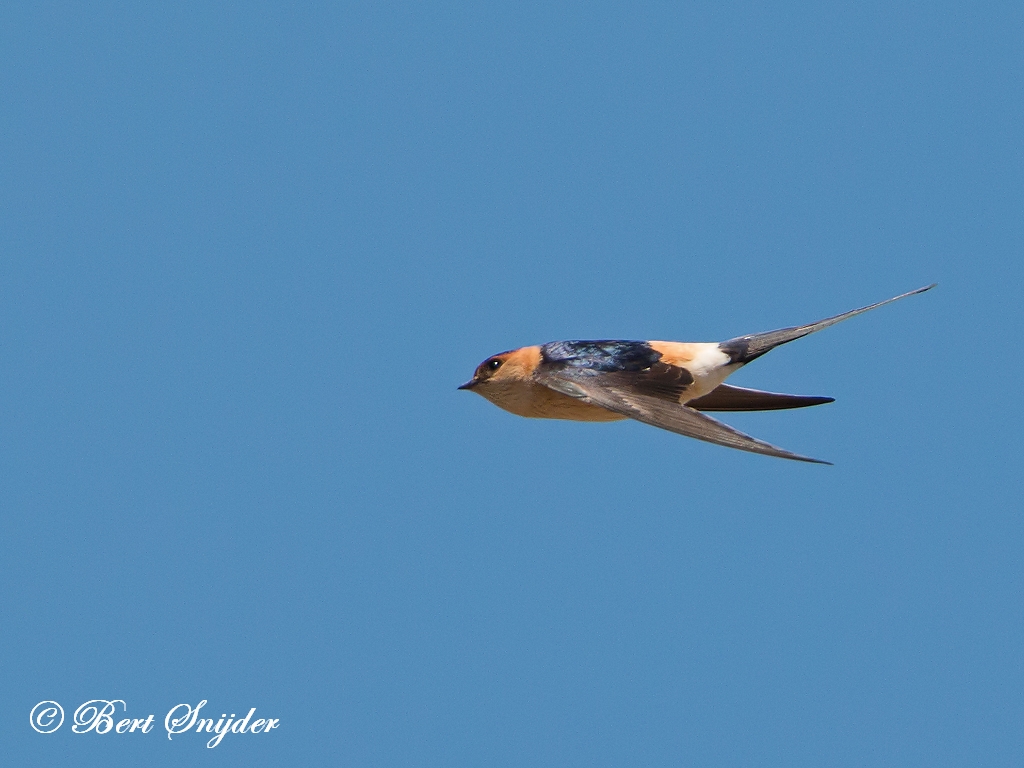 Red-rumped Swallow Birding Portugal