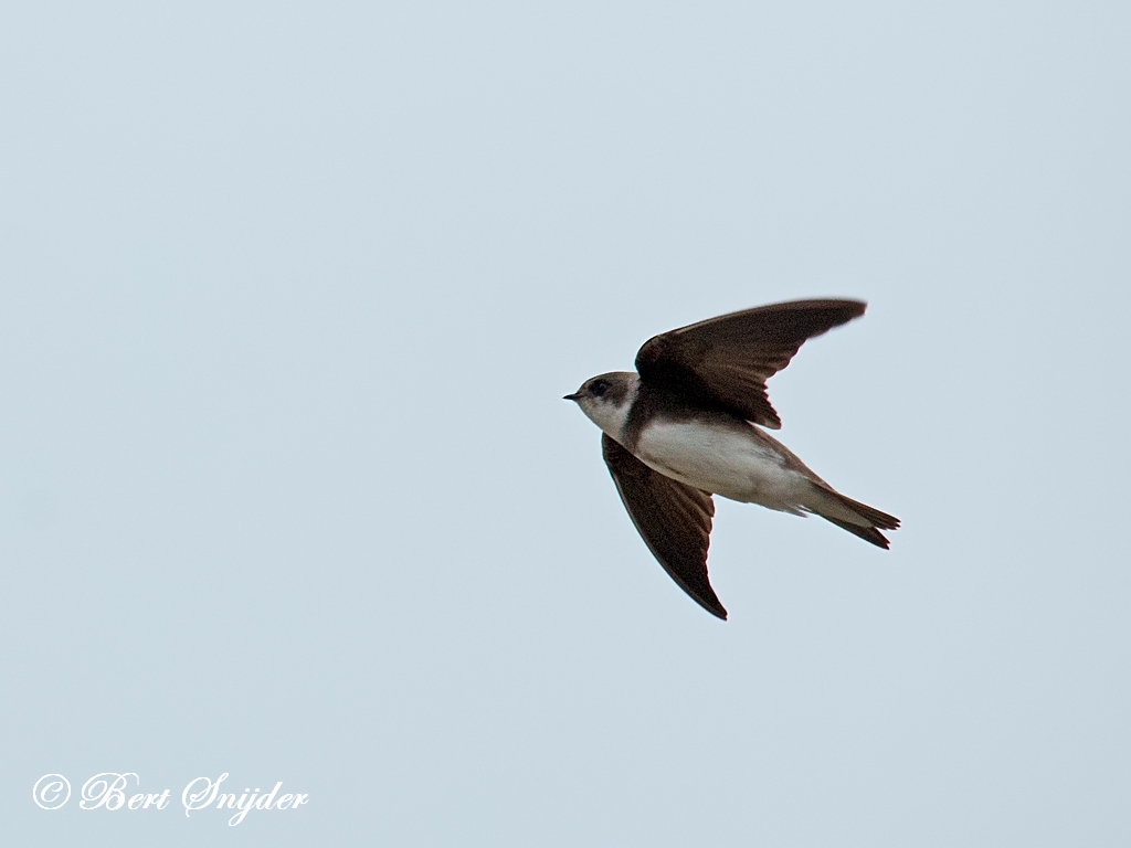 Sand Martin Birding Portugal