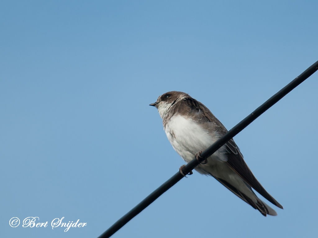 Sand Martin Birding Portugal