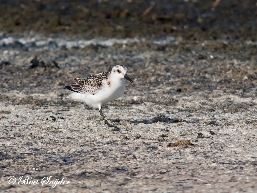 Sanderling Birding Portugal