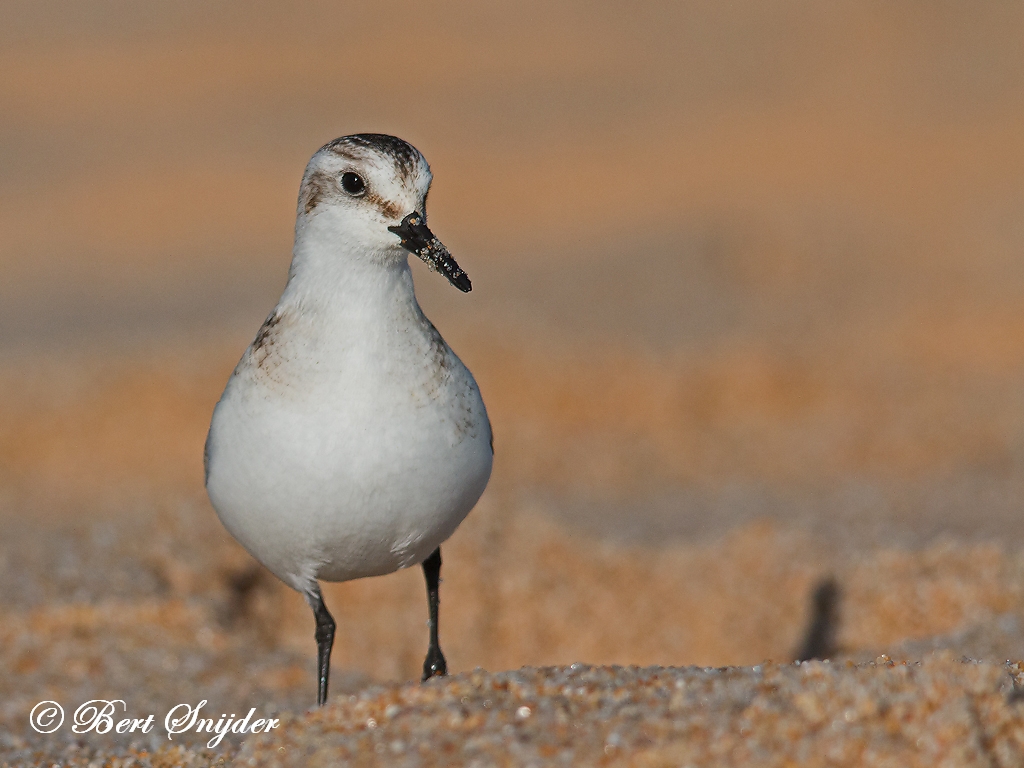 Sanderling Birding Portugal