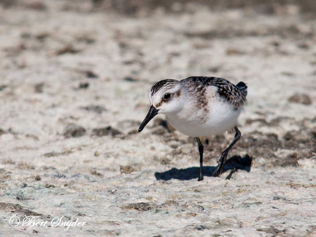 Sanderling Birding Portugal