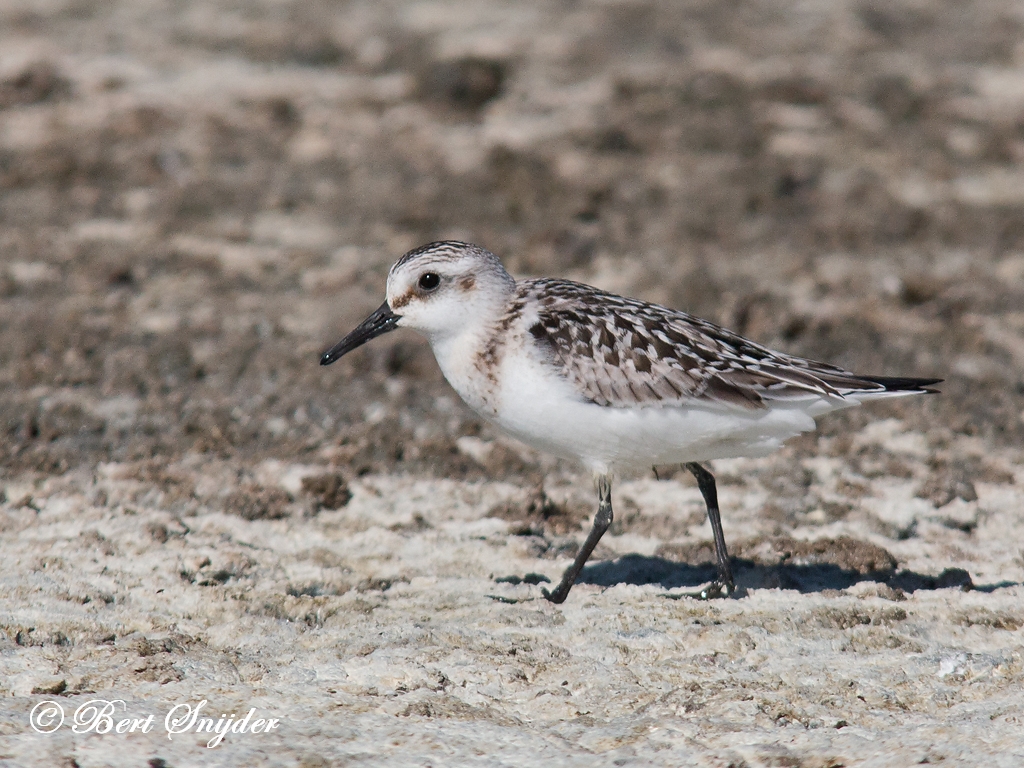 Sanderling Birding Portugal