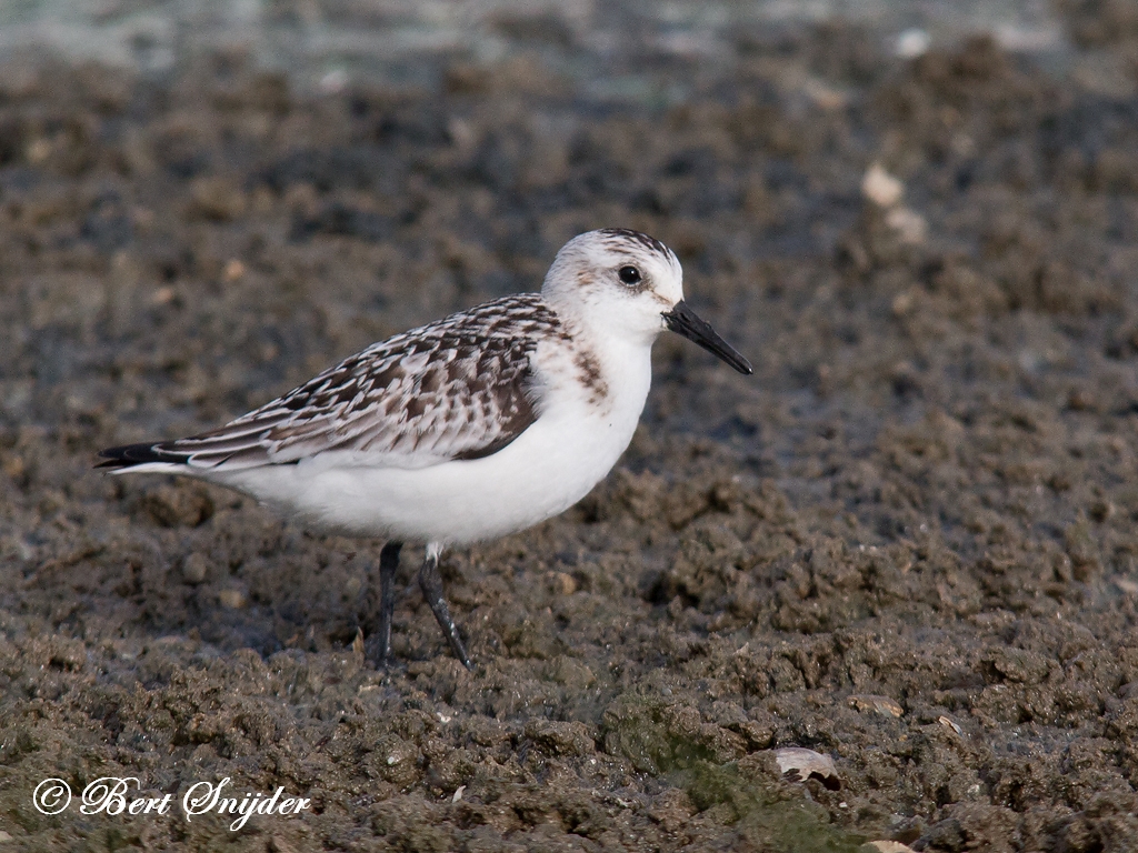 Sanderling Birding Portugal