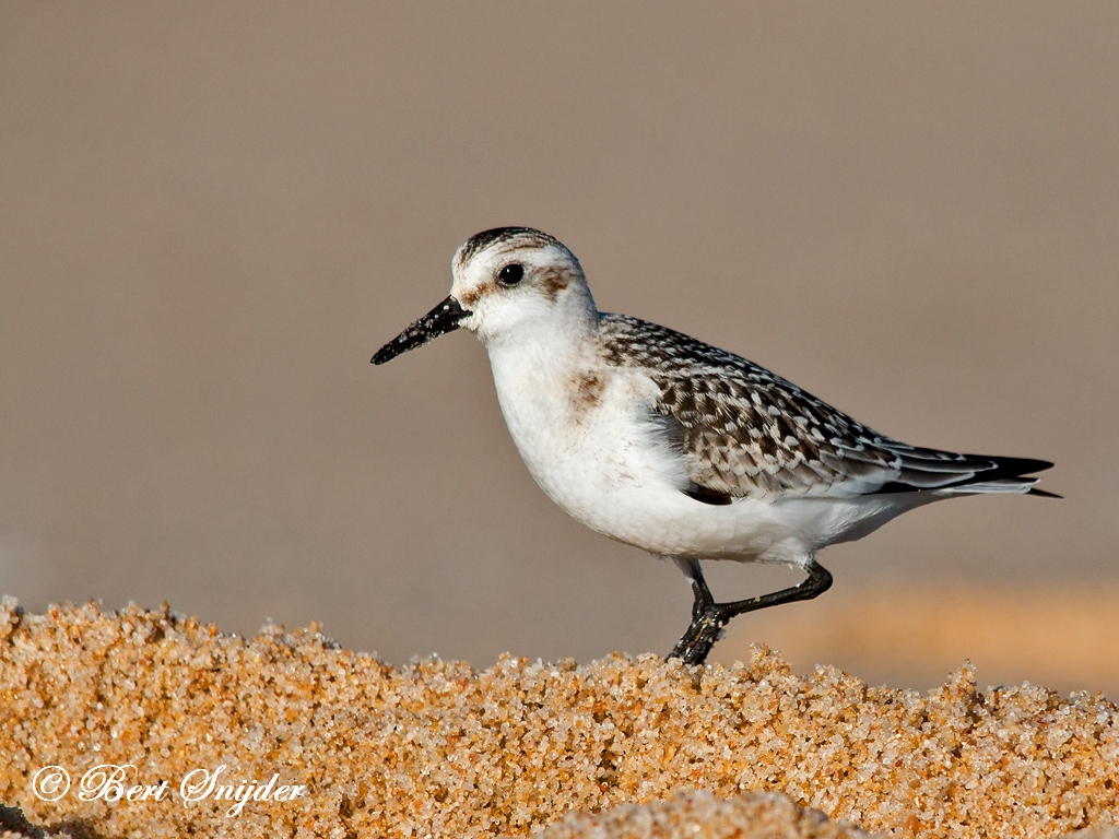 Sanderling Birding Portugal