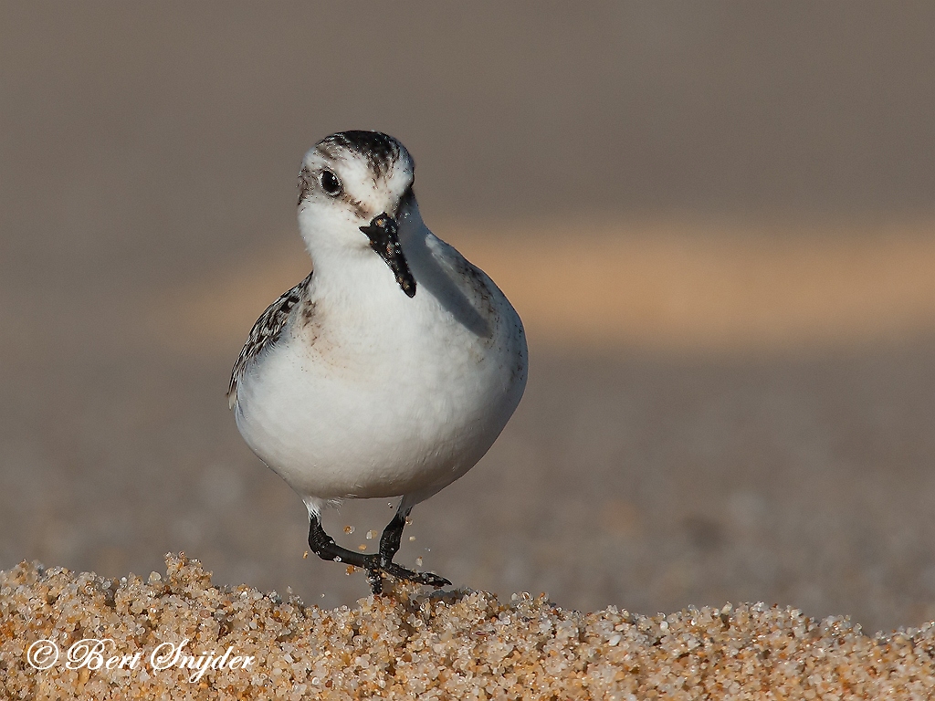 Sanderling Birding Portugal