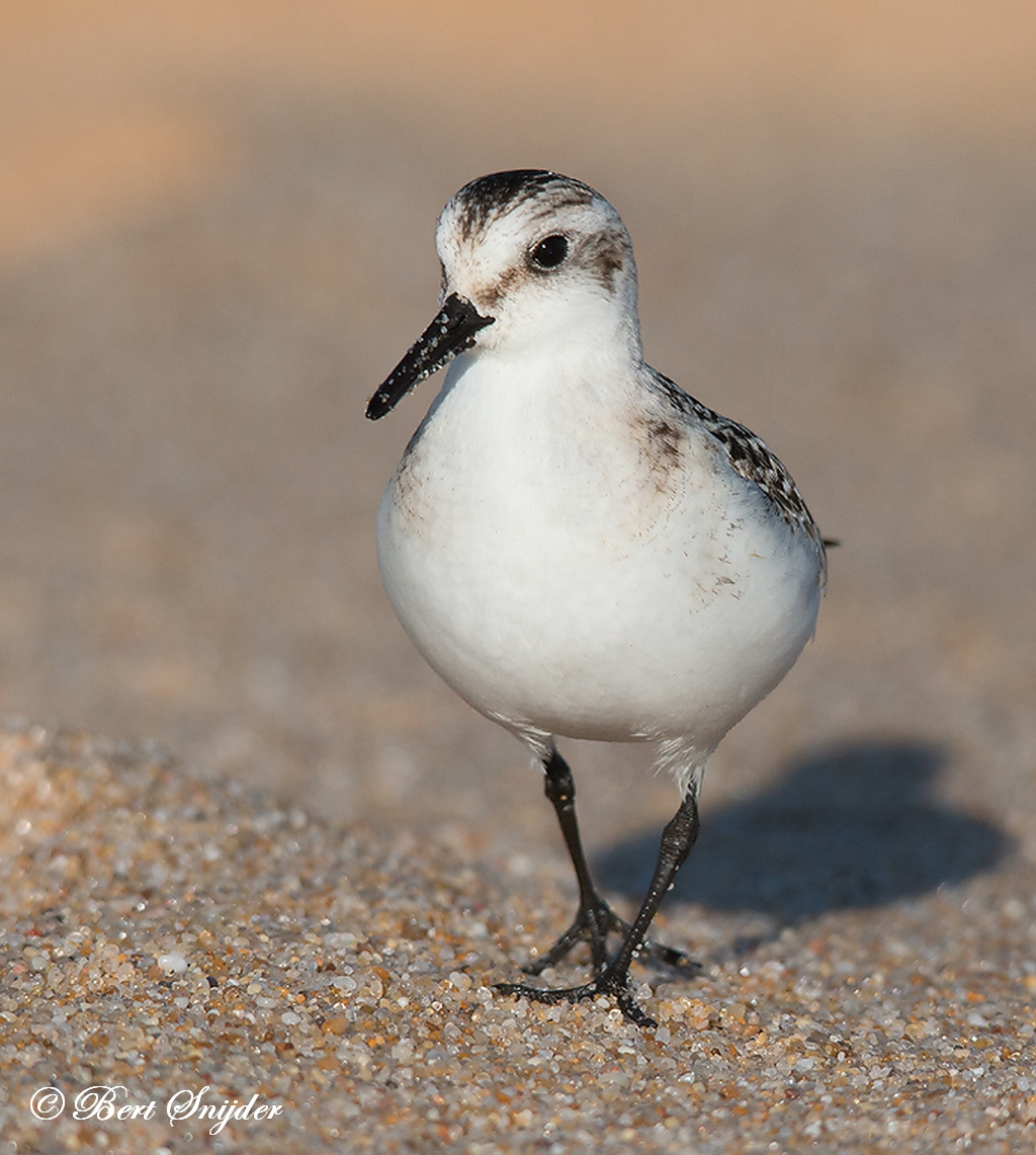 Sanderling Birding Portugal