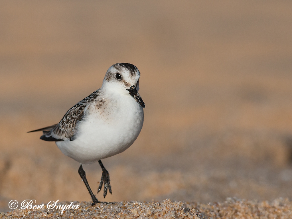 Sanderling Birding Portugal