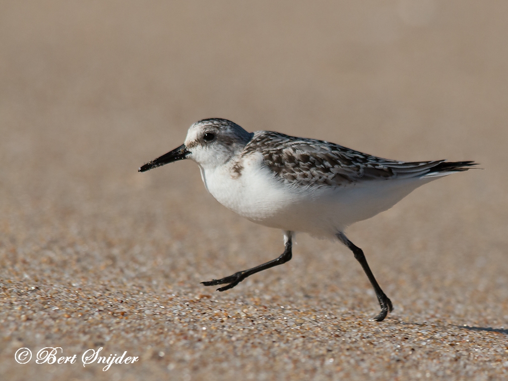 Sanderling Birding Portugal