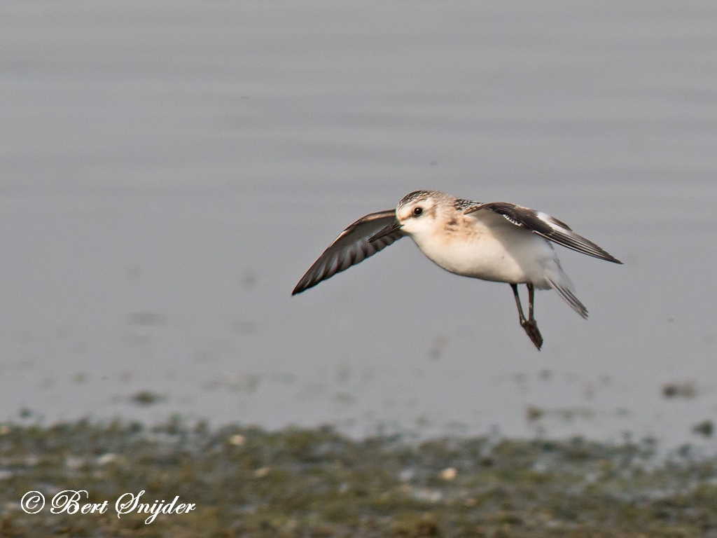 Sanderling Birding Portugal