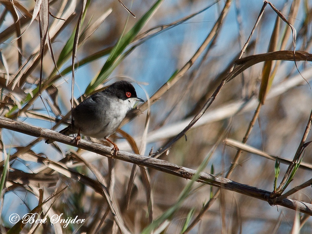 Sardinian Warbler