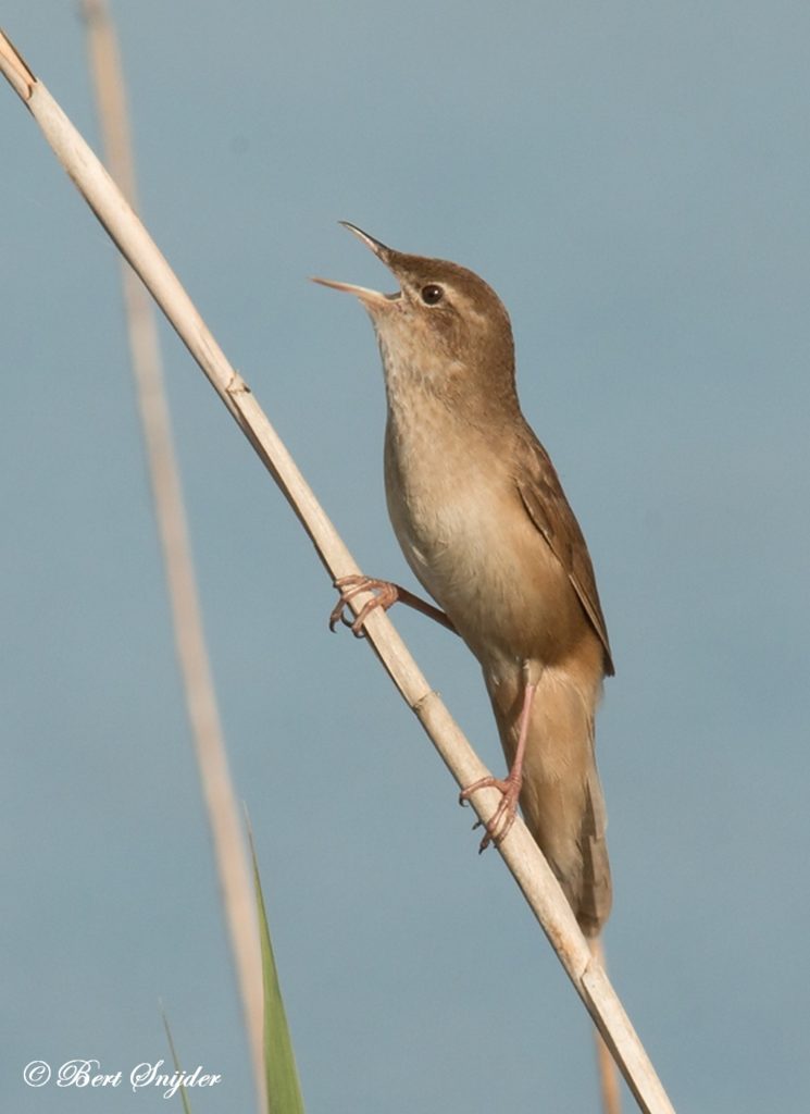 Birding Portugal Savi's Warbler | Birding in Portugal, Individual Bird ...