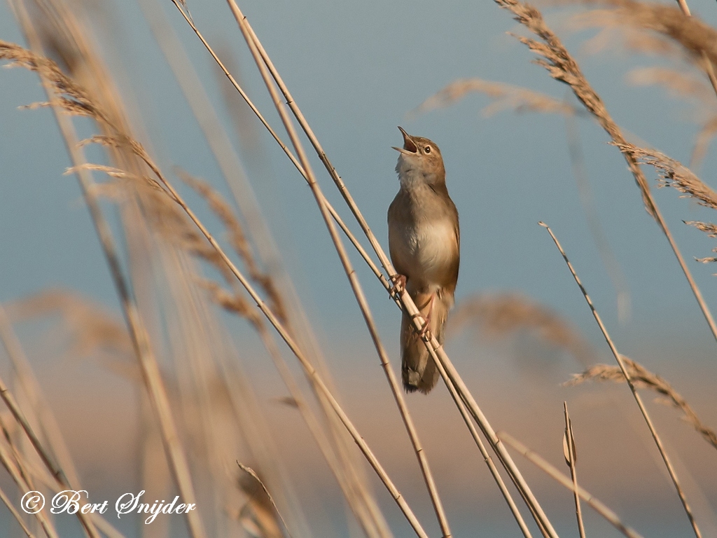 Savi´s Warbler Birding Portugal