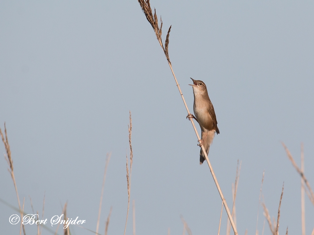 Savi´s Warbler Birding Portugal