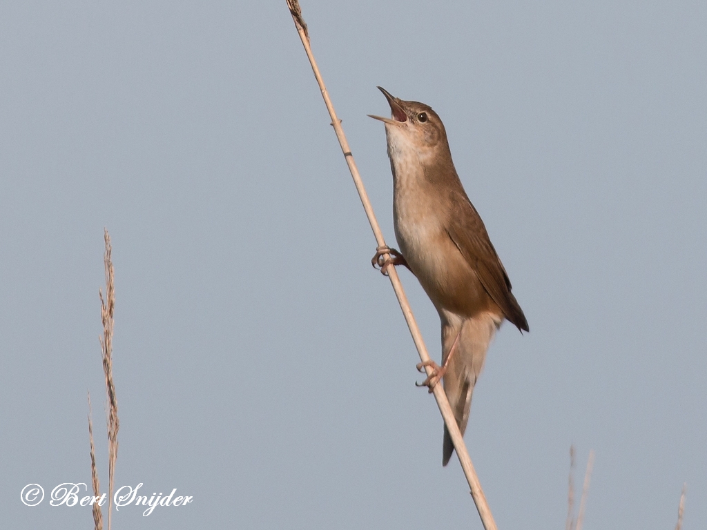 Savi´s Warbler Birding Portugal