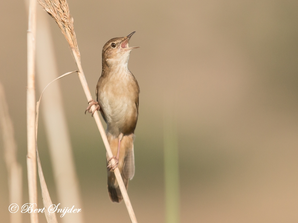 Savi´s Warbler Birding Portugal