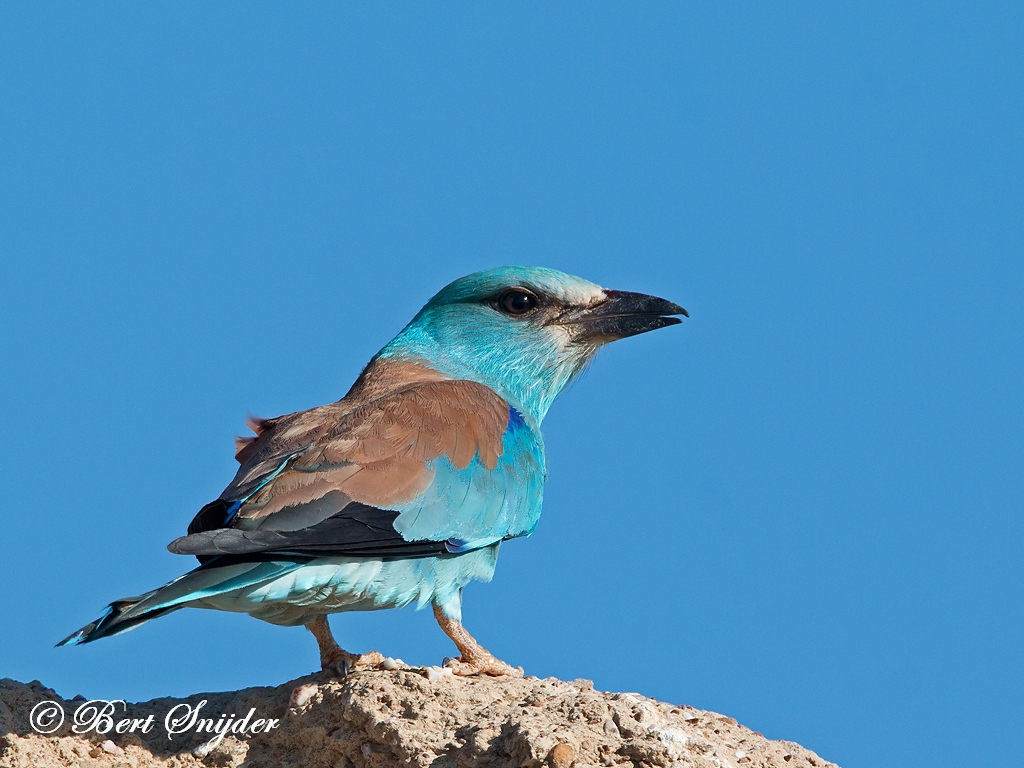 European Roller Birding Portugal
