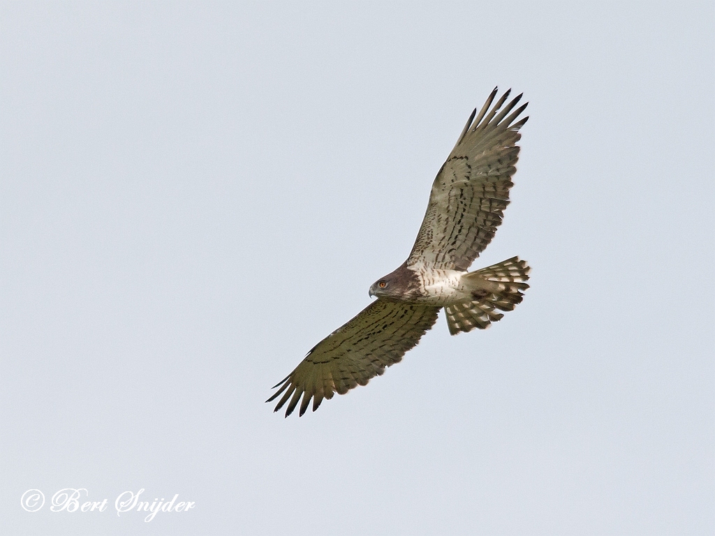 Short-toed Eagle Birding Portugal