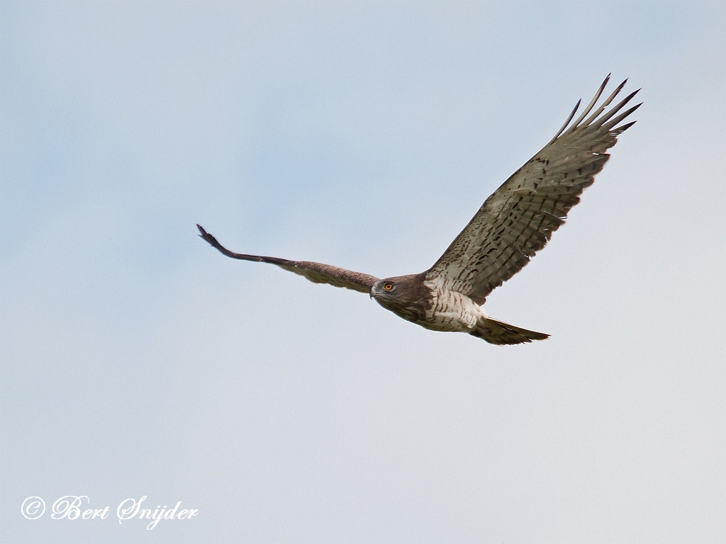 Short-toed Eagle Birding Portugal