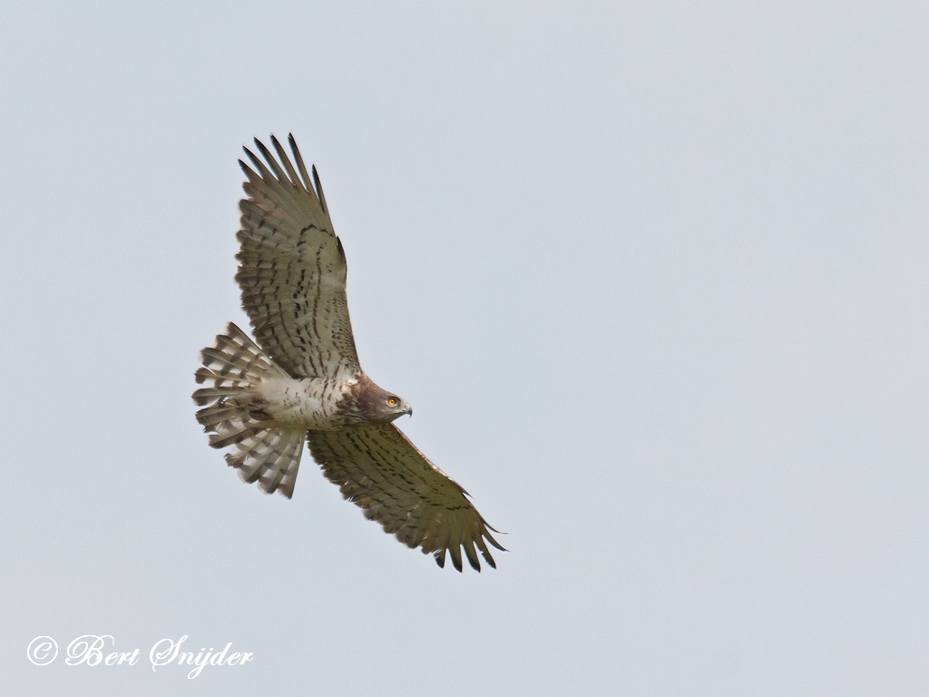 Short-toed Eagle Birding Portugal