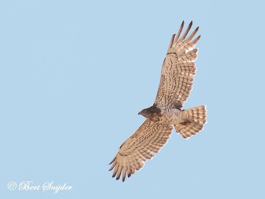 Short-toed Eagle Birding Portugal