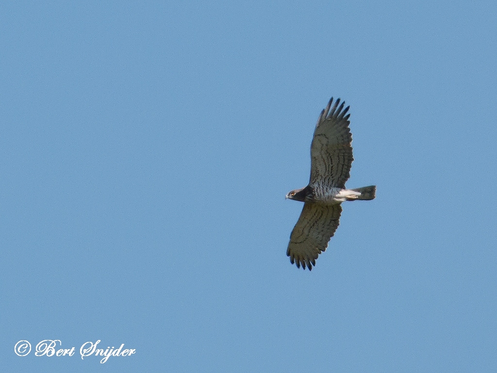 Short-toed Eagle Bird Hide BSP5 Portugal
